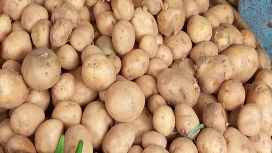 আলুর সর্বনিম্ন দাম বেঁধে দিল সরকার