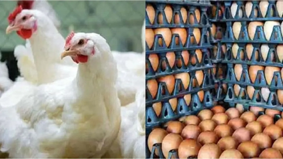 নভেম্বর থেকে ডিম-মুরগি উৎপাদন বন্ধের হুঁশিয়ারি