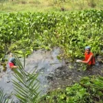 বগুড়ায় আজিজুল হক কলেজের লেক পরিষ্কার করল ছাত্রদল