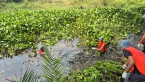 বগুড়ায় আজিজুল হক কলেজের লেক পরিষ্কার করল ছাত্রদল
