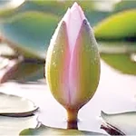 ‘কলি’ নয়, শাপলাই চায় এনসিপি