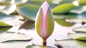 ‘কলি’ নয়, শাপলাই চায় এনসিপি