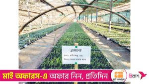 বীজআলু উৎপাদনে বিপ্লব ঘটাল ডোমারের খামার