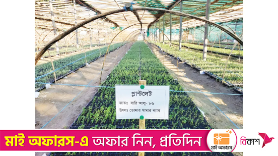 বীজআলু উৎপাদনে বিপ্লব ঘটাল ডোমারের খামার