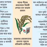 তারেক রহমান ফেরার আগেই মাঠ গোছাতে চায় বিএনপি